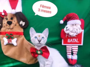 Gato raça  idade 2 a 6 meses nome Vera