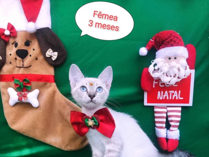 Gato ra a  idade 2 a 6 meses nome Vera