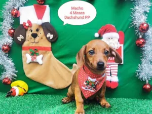 Cachorro raça  idade 2 a 6 meses nome Salsisha