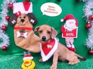 Cachorro raça  idade 2 a 6 meses nome Linguiça 