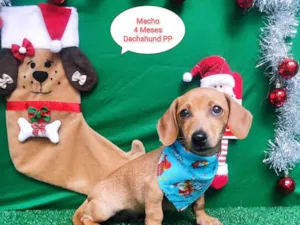 Cachorro raça  idade 2 a 6 meses nome Scooby