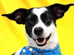 Cachorro raça SRD-ViraLata idade 1 ano nome  Bento