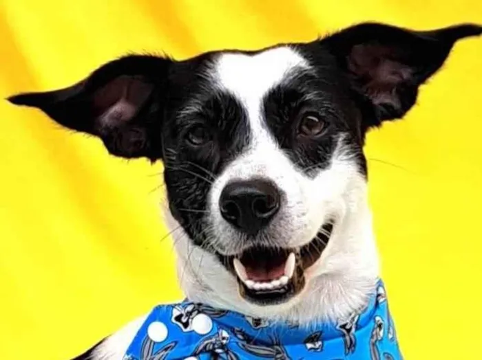 Cachorro ra a SRD-ViraLata idade 1 ano nome  Bento