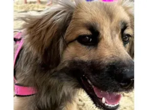 Cachorro raça SRD-ViraLata idade 7 a 11 meses nome Zara