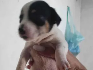 Cachorro raça Bassê com Pitbull. idade Abaixo de 2 meses nome Neve