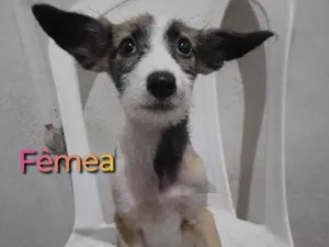 Cachorro raça Poodle com vira -lata idade 2 a 6 meses nome Mônica 