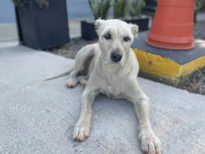 Cachorro raça SRD-ViraLata idade 6 ou mais anos nome Katy