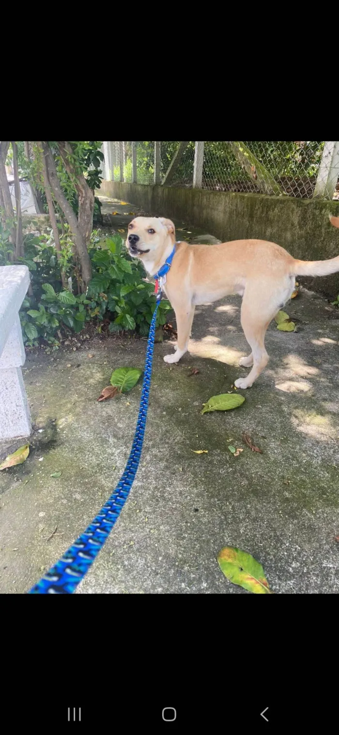 Cachorro ra a Vira Lata  idade 7 a 11 meses nome Tião