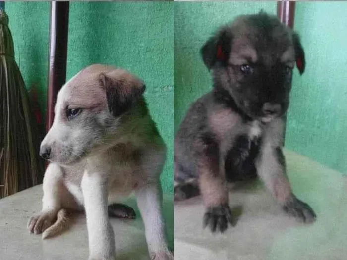 Cachorro ra a  idade Abaixo de 2 meses nome Filhote de chachorros