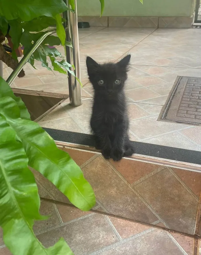 Gato ra a SRD-ViraLata idade 2 a 6 meses nome Luna - Preta