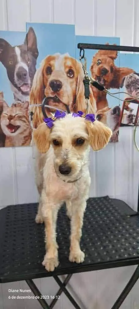 Cachorro ra a Poodle  idade 1 ano nome Polly