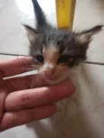 Filhotes de gatinho