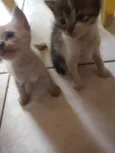 Filhotes de gatinho
