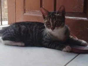 Gato raça SRD-ViraLata idade 2 a 6 meses nome gata