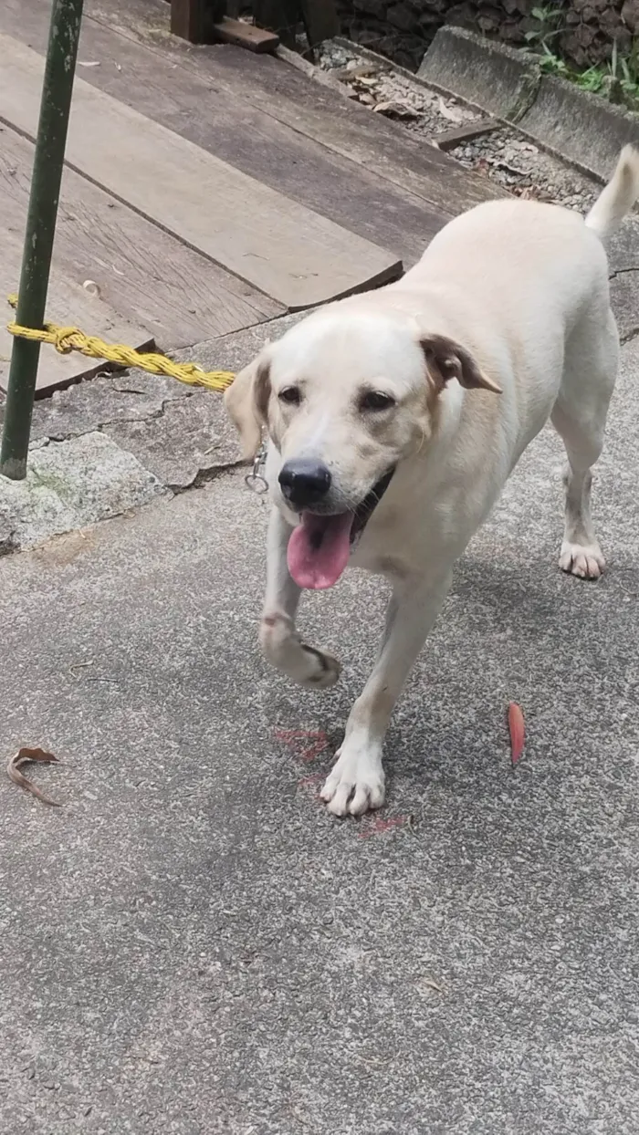 Cachorro ra a Labrador retriver idade 3 anos nome Escott 