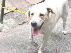 Cachorro raça Labrador retriver idade 3 anos nome Escott 
