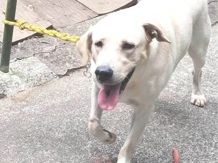 Cachorro ra a Labrador retriver idade 3 anos nome Escott 