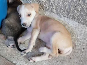 Cachorro raça SRD-ViraLata idade Abaixo de 2 meses nome Neném 