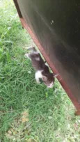 Gato