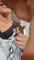 Gato