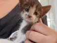 Gato
