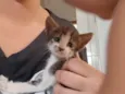 Gato
