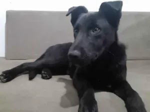 Cachorro raça SRD-ViraLata idade 2 anos nome Peladinho