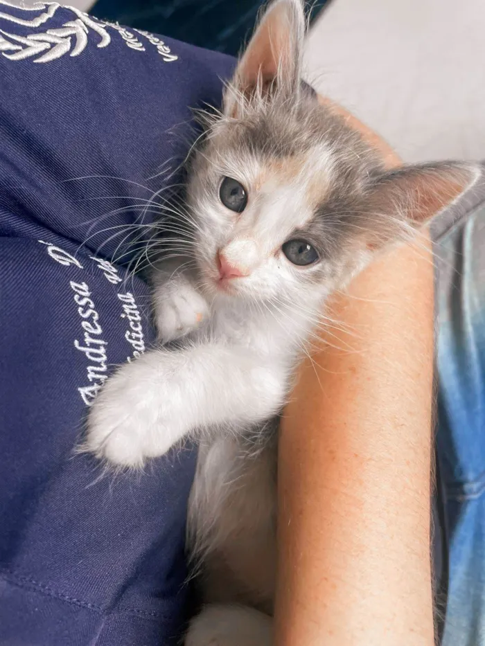 Gato ra a SRD-ViraLata idade Abaixo de 2 meses nome filhotes 45 dias