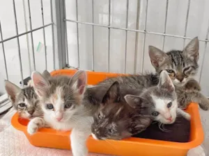 Gato raça SRD-ViraLata idade Abaixo de 2 meses nome filhotes 45 dias