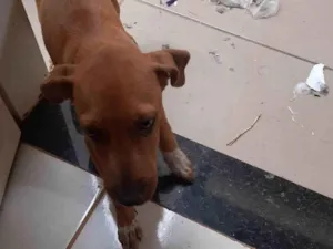 Cachorro raça SRD-ViraLata idade 2 a 6 meses nome Garapa