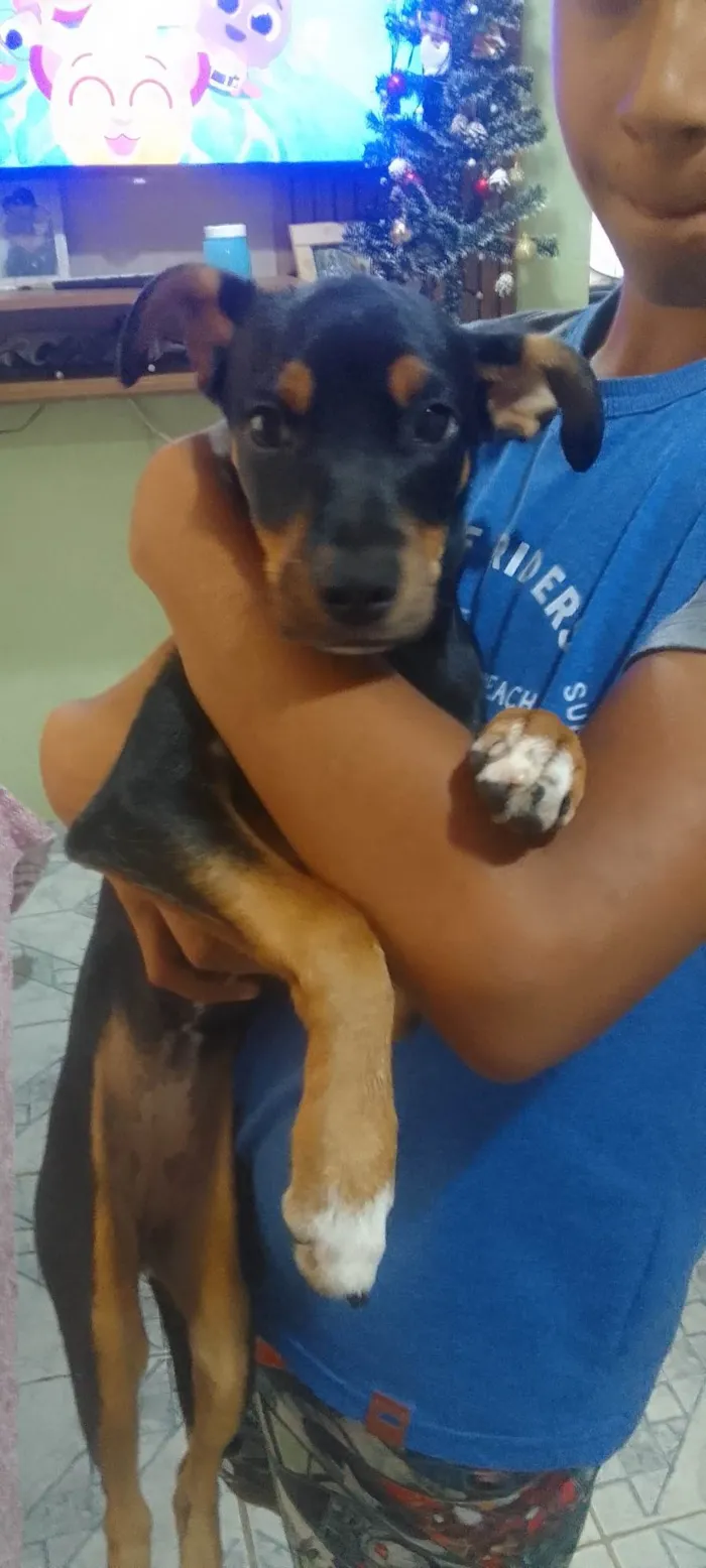 Cachorro ra a Pinscher idade Abaixo de 2 meses nome Minnie