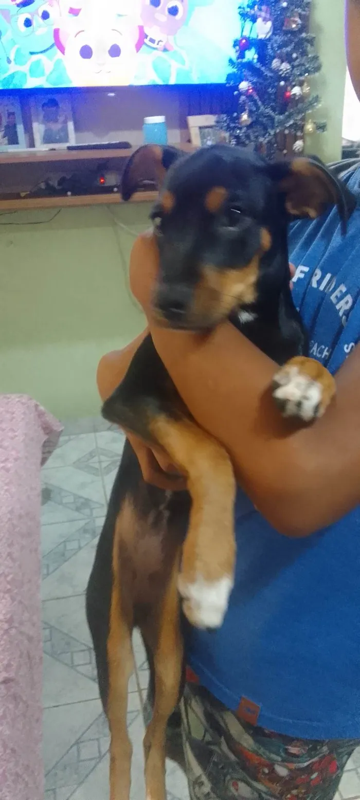 Cachorro ra a Pinscher idade Abaixo de 2 meses nome Minnie