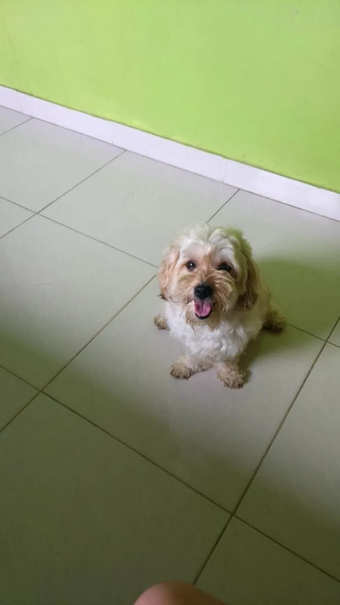 Cachorro ra a Cucapoo idade 2 anos nome Dora 