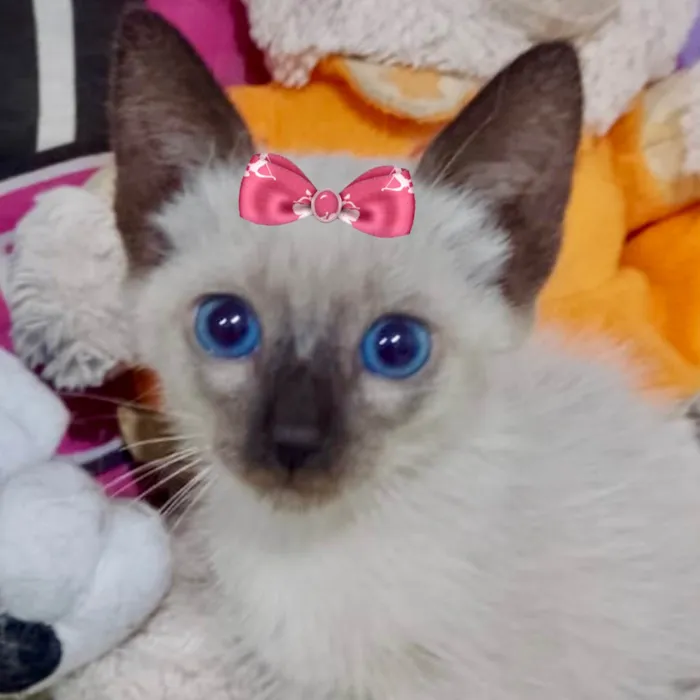 Gato ra a Siamesa idade 2 a 6 meses nome Jade 