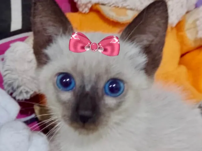 Gato ra a Siamesa idade 2 a 6 meses nome Jade 