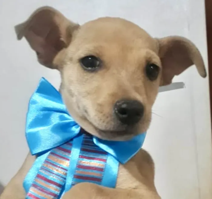 Cachorro ra a Mestico  idade 2 a 6 meses nome Ralf 