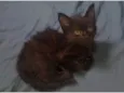 Minie