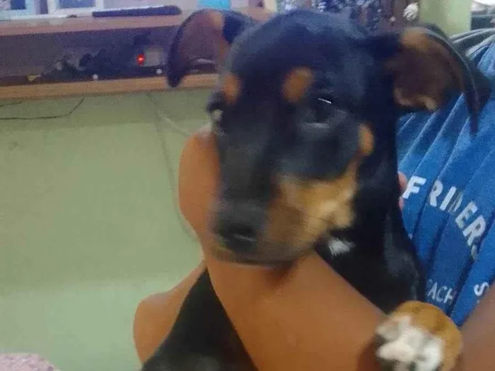 Cachorro ra a Pinscher idade Abaixo de 2 meses nome Minnie