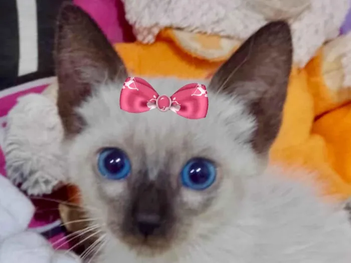 Gato ra a Siamesa idade 2 a 6 meses nome Jade 