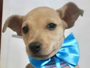 Cachorro raça Mestico  idade 2 a 6 meses nome Ralf 