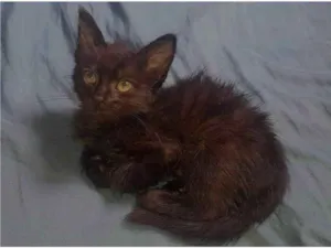 Gato raça Nenhuma idade Abaixo de 2 meses nome Minie
