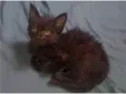 Minie
