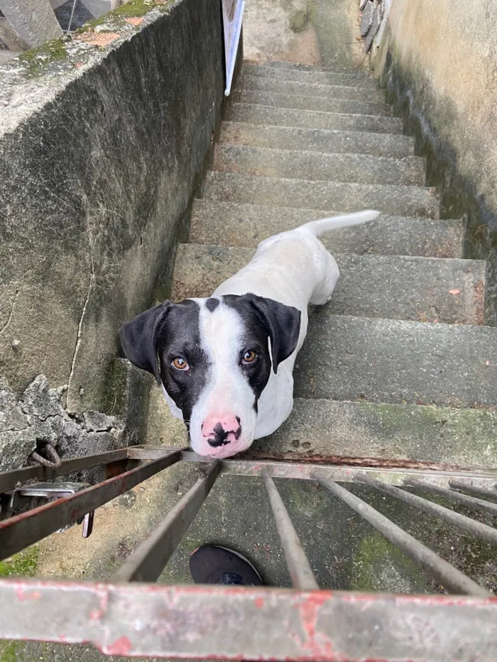 Cachorro ra a SRD-ViraLata idade 2 anos nome Bill