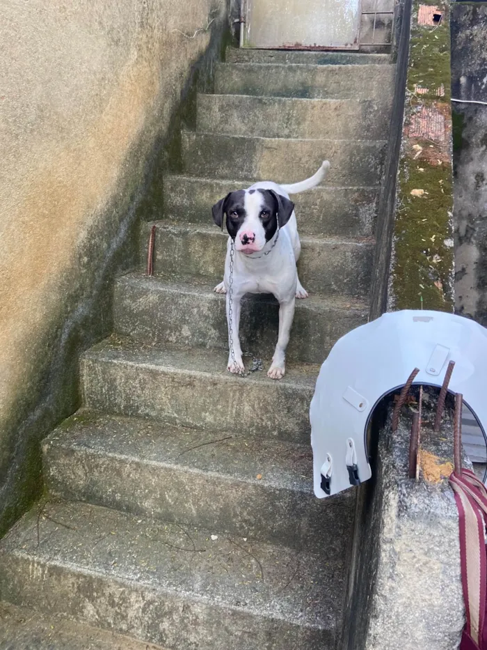 Cachorro ra a SRD-ViraLata idade 2 anos nome Bill