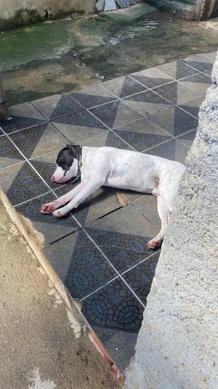 Cachorro ra a SRD-ViraLata idade 2 anos nome Bill