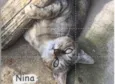 Nyna