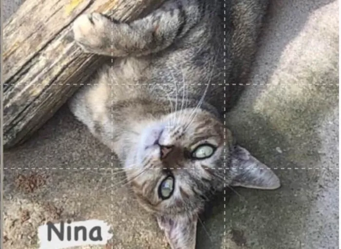 Gato ra a SRD-tigrinha idade 2 anos nome Nyna