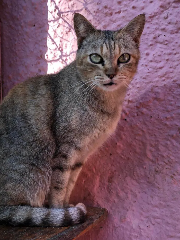 Gato ra a SRD-tigrinha idade 2 anos nome Nyna
