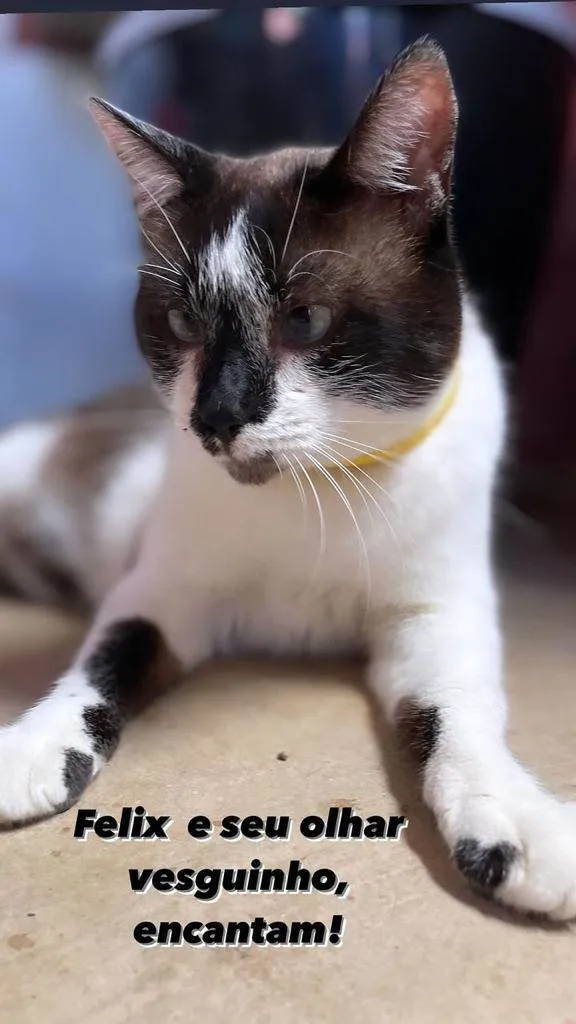 Cachorro ra a SRD-siamesado idade 7 a 11 meses nome Felix
