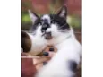 Felix